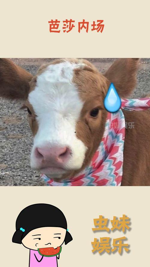 娱乐吃瓜酱外婆养大的羊羊视频,娱乐吃瓜酱视频背后的温馨故事